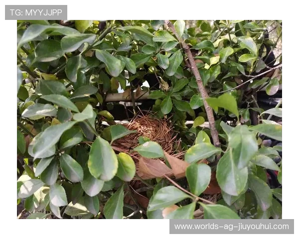 树莓熊足球热潮引爆青少年运动激情打造绿色健康校园新风尚